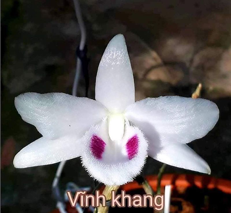 Mặt hoa đẳng cấp 5 cánh trắng Vĩnh Khang