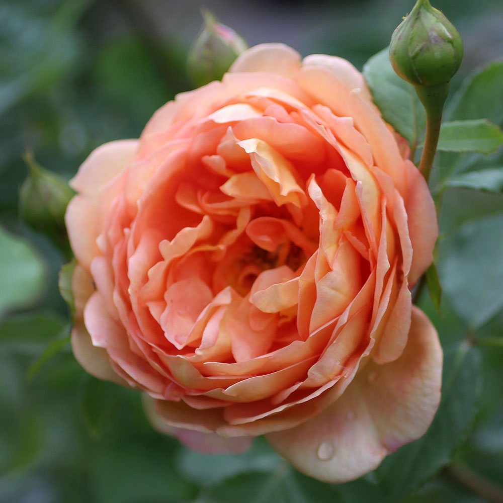 hoa hồng lady of shalott