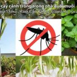 7 cây cảnh trồng trong nhà đuổi muỗi- Giải Pháp Thông Minh Cho Không Gian Sống An Lành