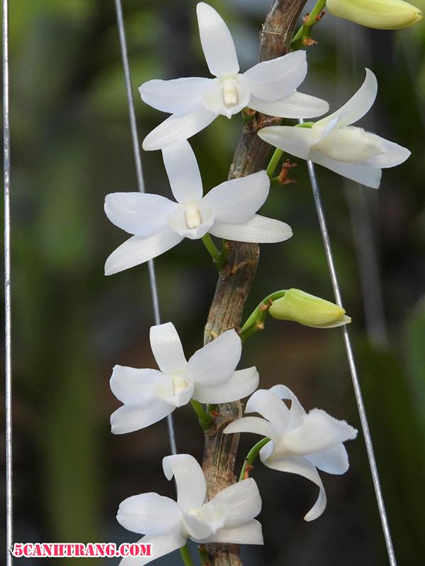 Người ta chủ yếu dùng mặt hoa để phân biệt 5CT Di Linh trắng nói riêng và các dòng lan var nói chung