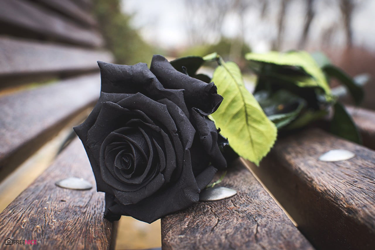 Hoa Hồng Đen – Ý nghĩa của hoa hồng đen, cách trồng và chăm sóc