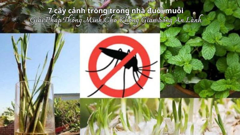 7 cây cảnh trồng trong nhà đuổi muỗi- Giải Pháp Thông Minh Cho Không Gian Sống An Lành